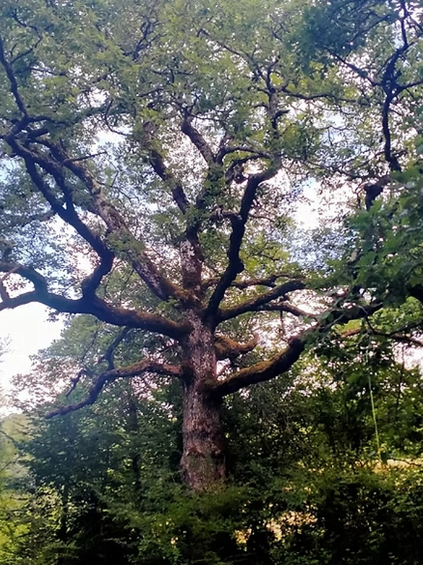 Grand arbre avec branches étendues